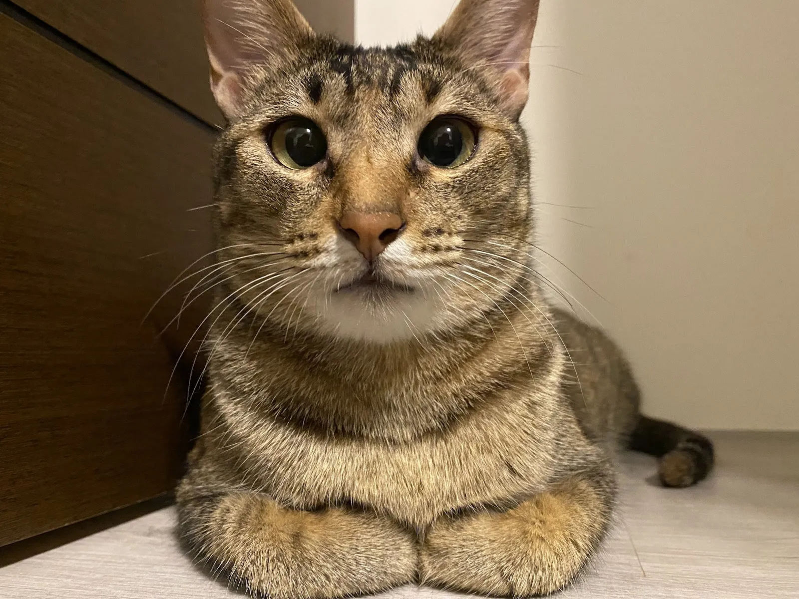 永康動物醫院