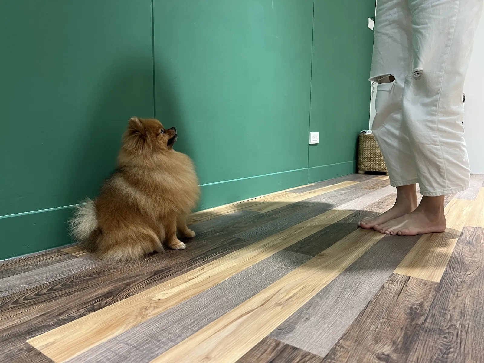 聽狗嶼動物診所