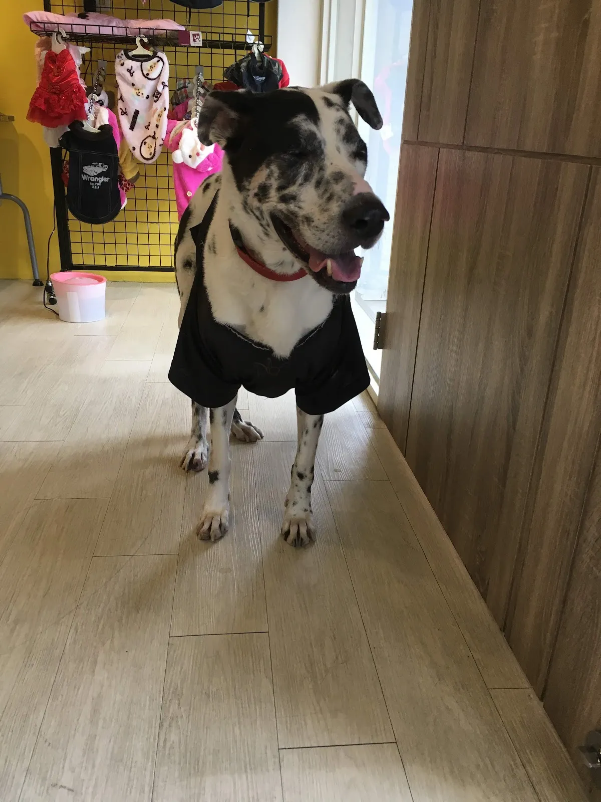 吉莉安動物醫院