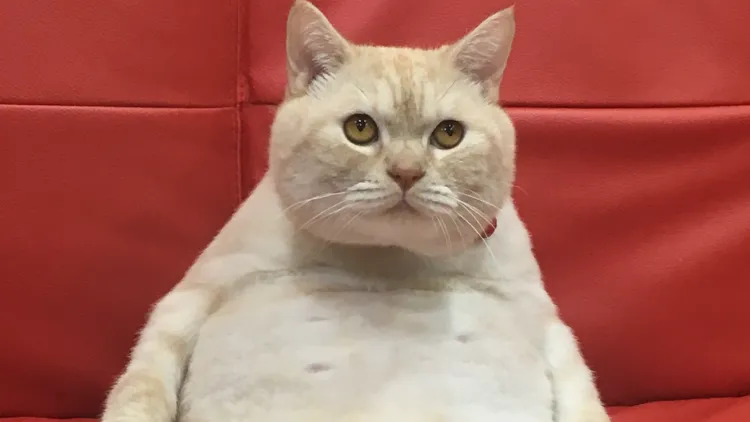 耐斯動物醫院