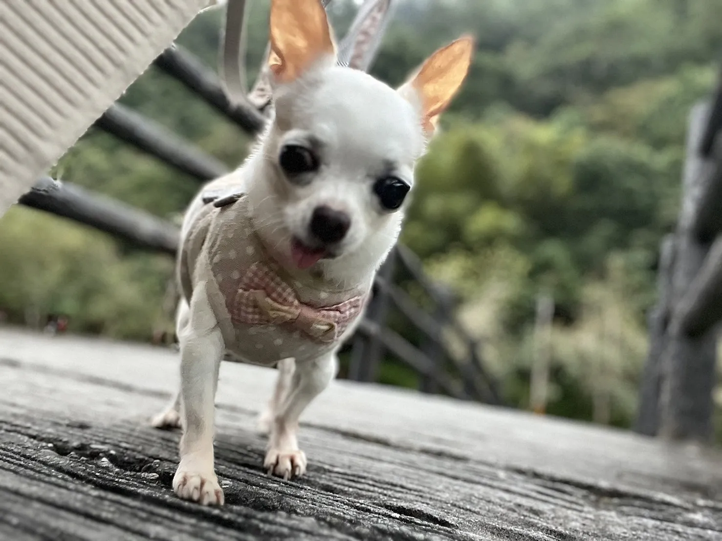 維倫斯動物醫院