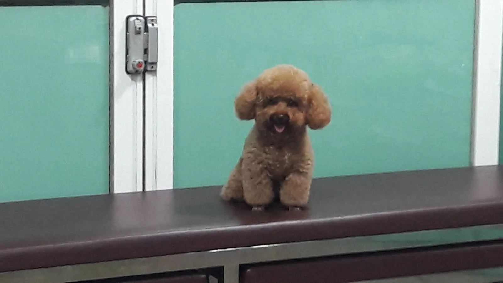 朴子動物醫院