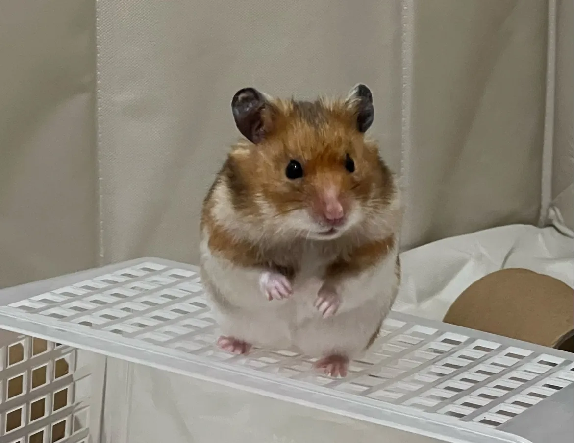齊恩動物醫院