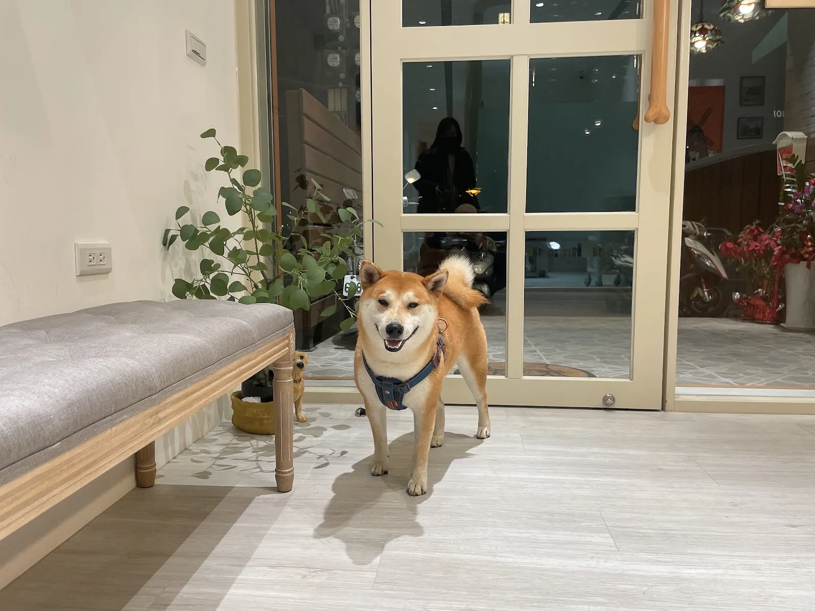 荷蘭醫生動物醫院