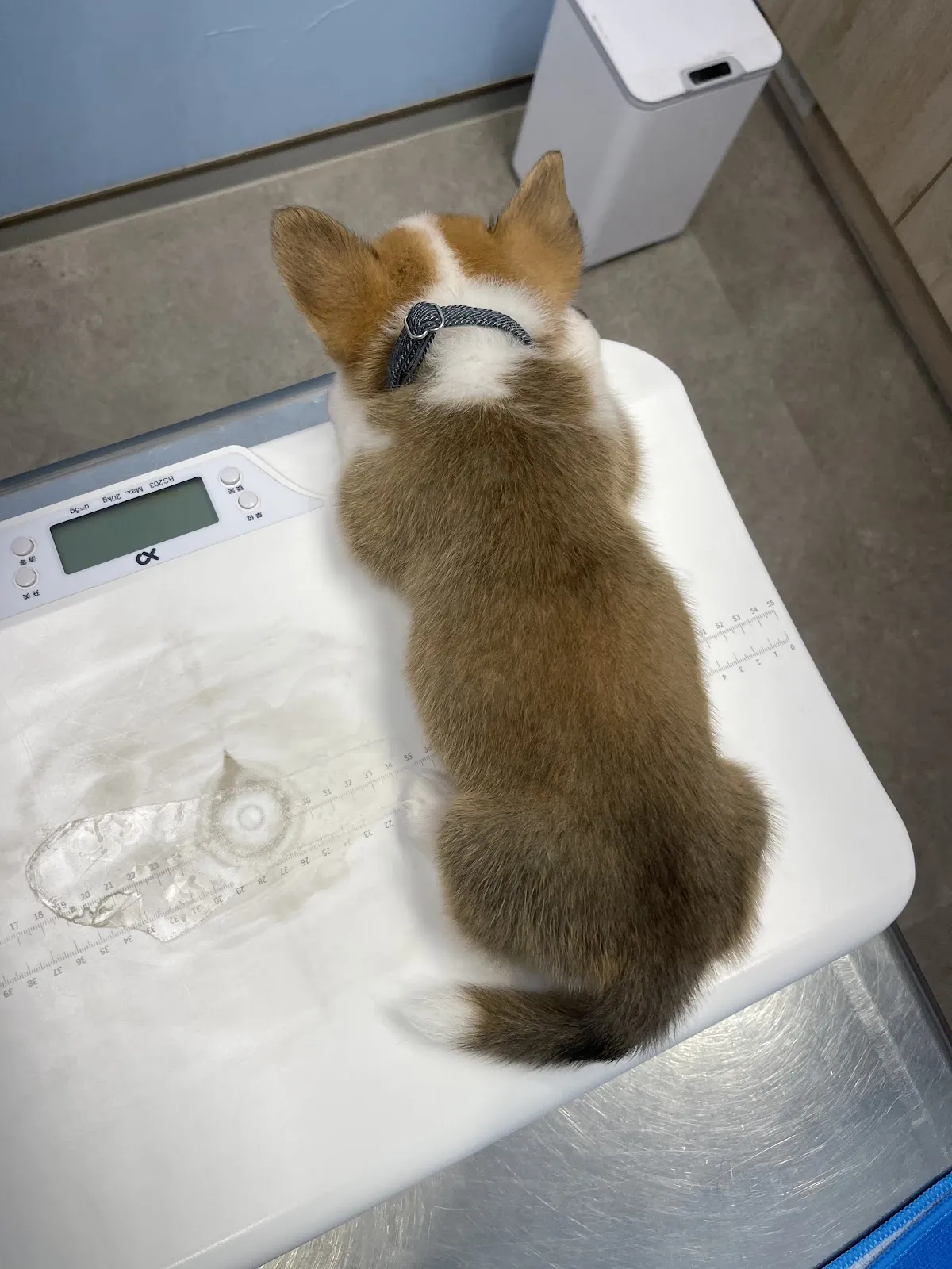 德克動物醫院