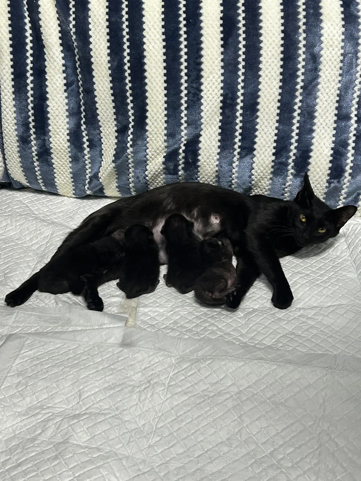 美崙動物醫院