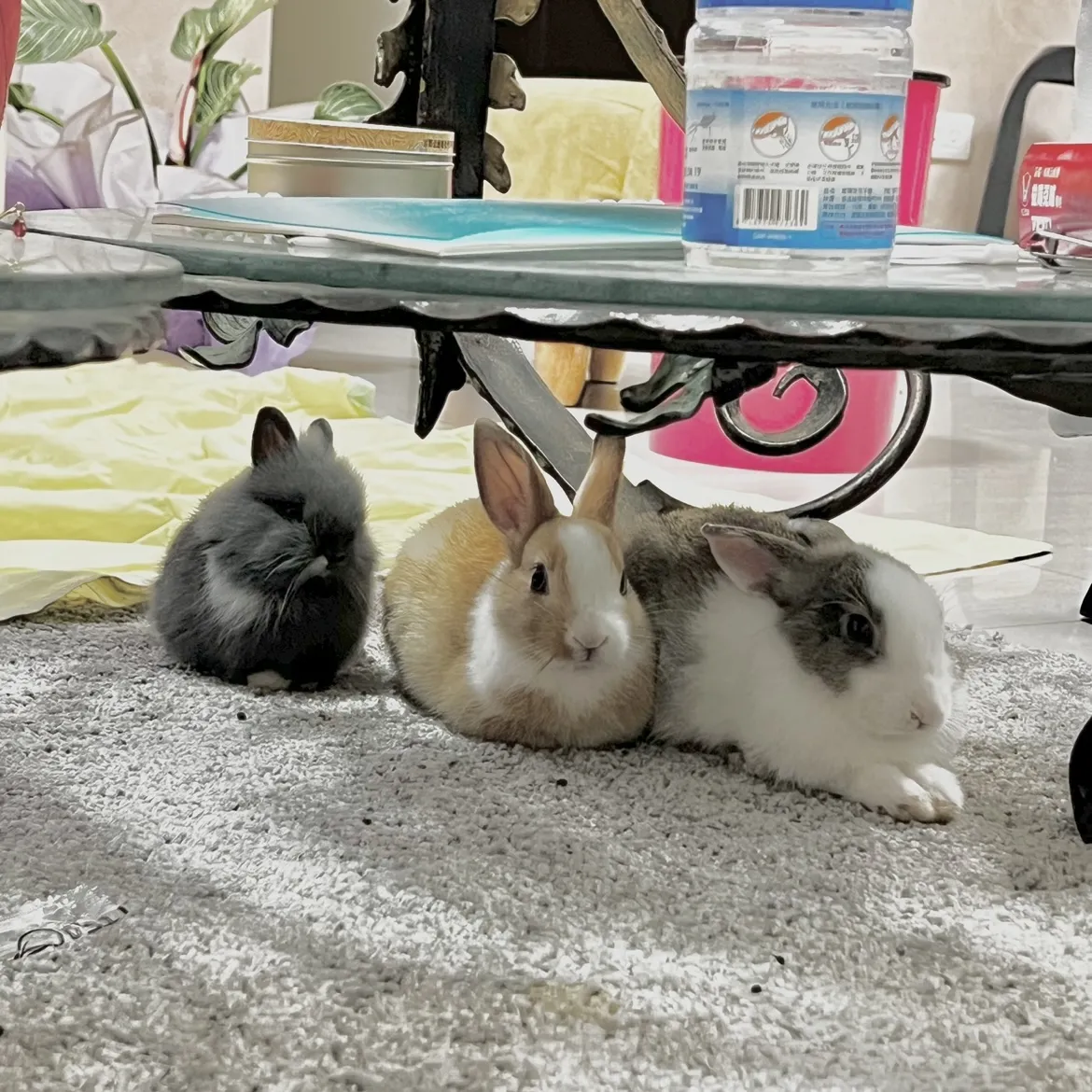 強生動物醫院