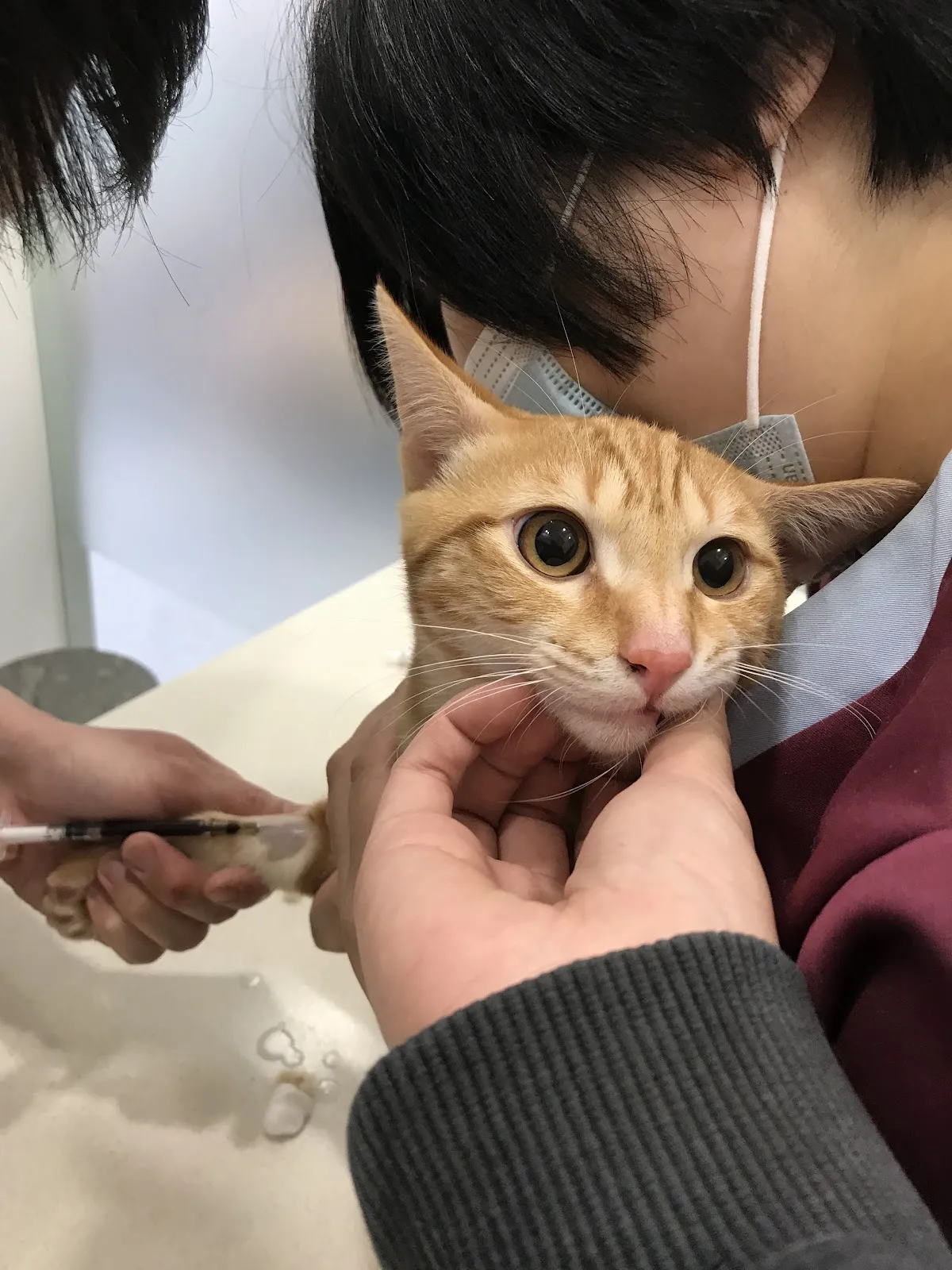 小腳印動物醫院