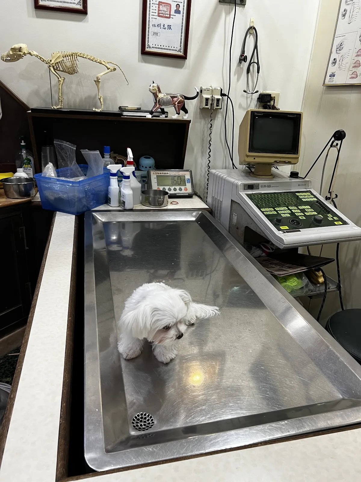 中華動物醫院