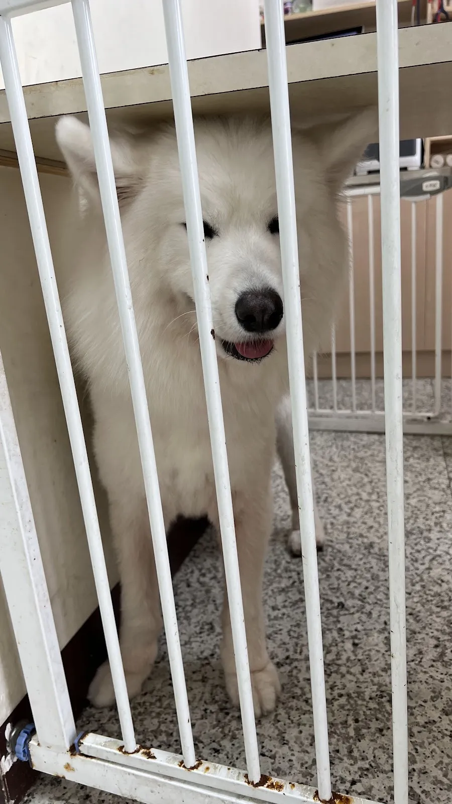 佳欣動物醫院