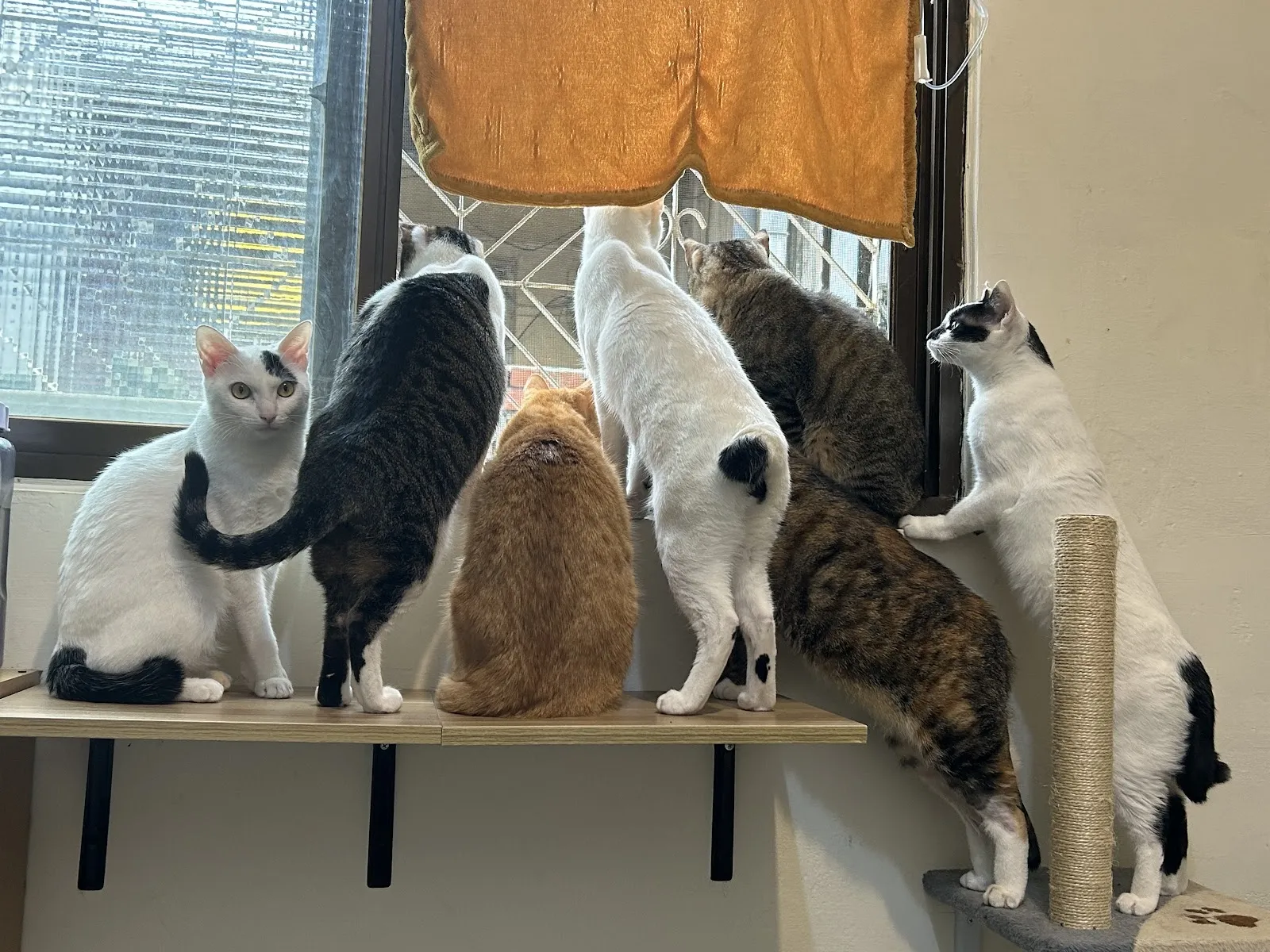 劍橋動物醫院北屯分院