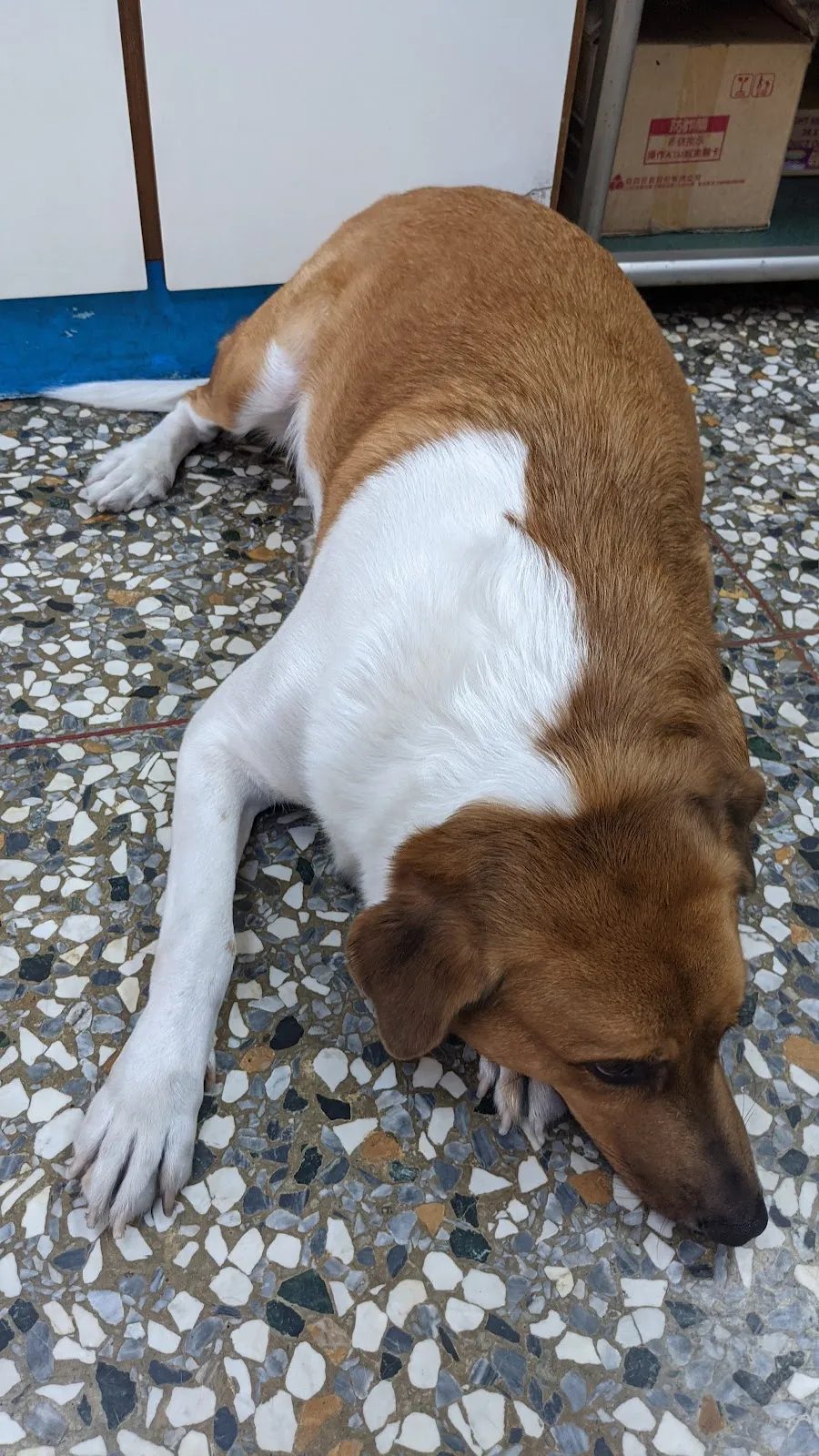 員林動物醫院