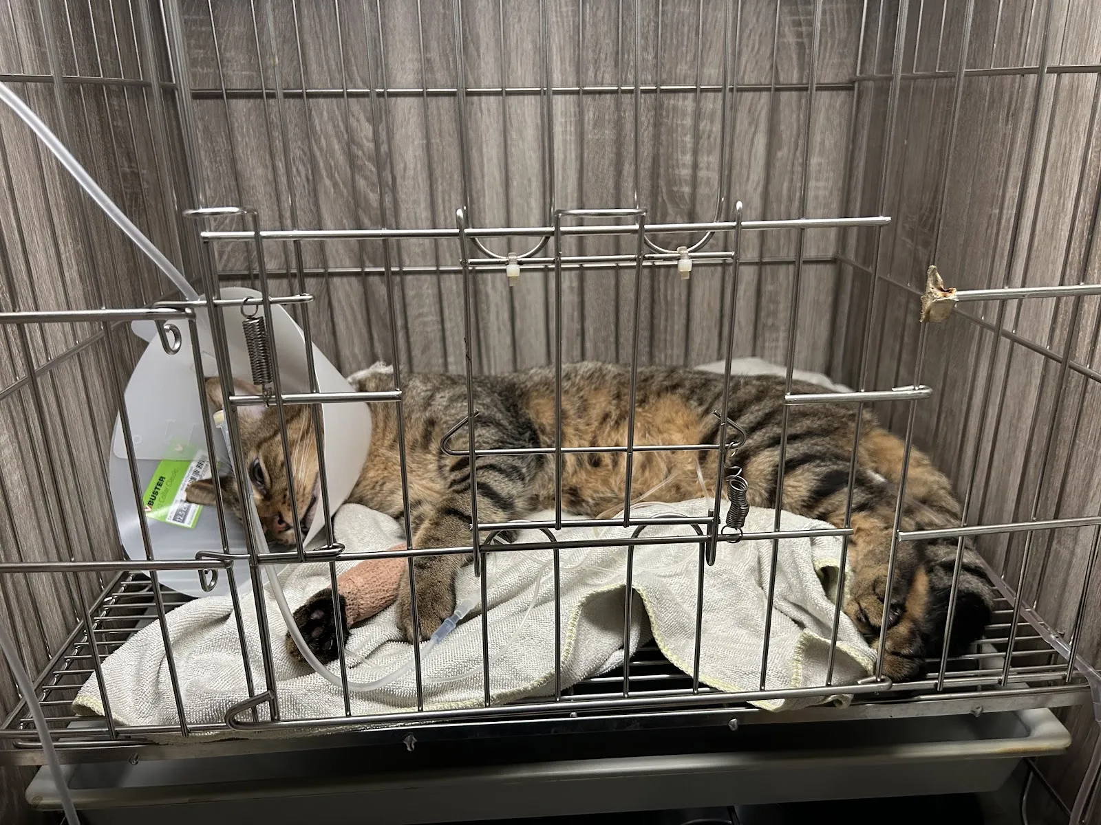 銘德動物醫院