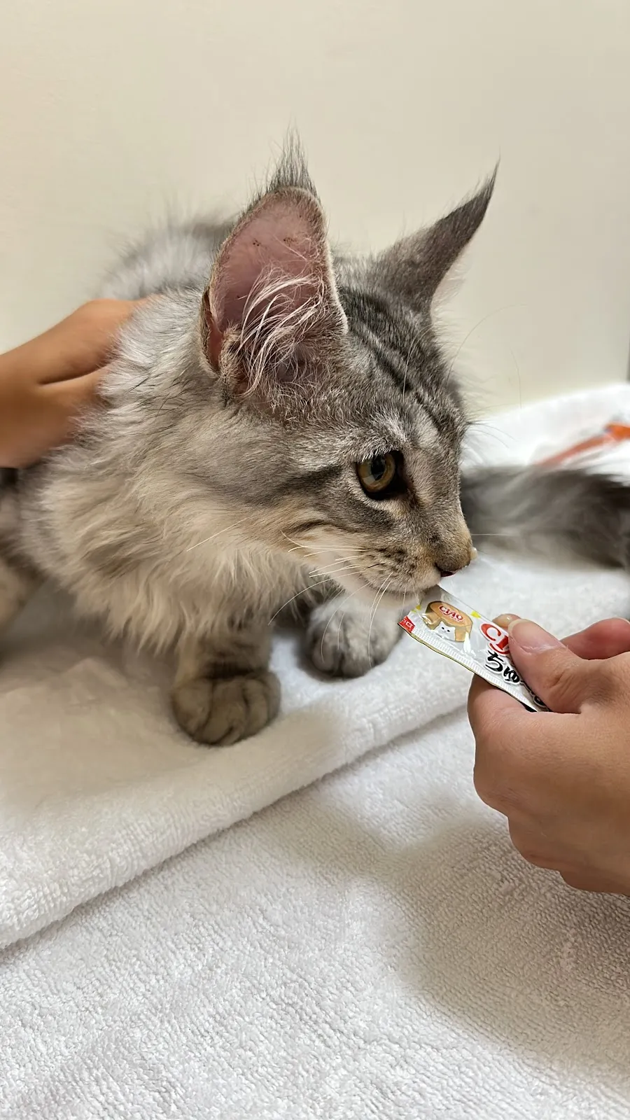 小伴動物醫院