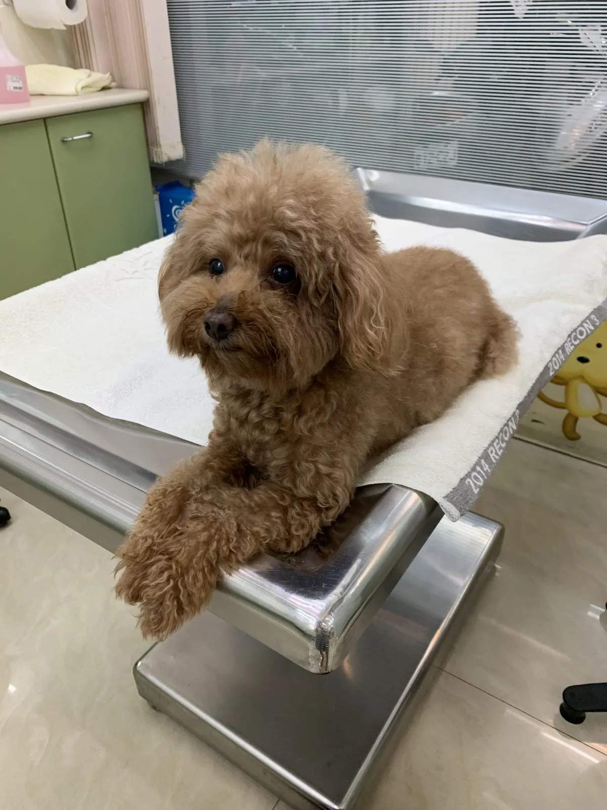 聯合動物醫院
