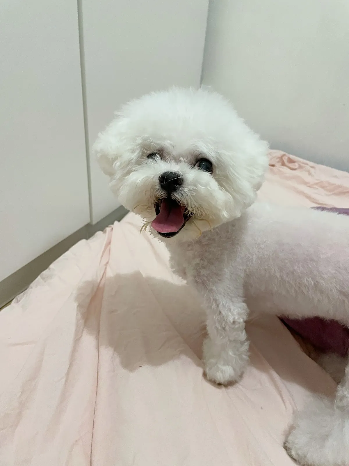 忠正動物醫院