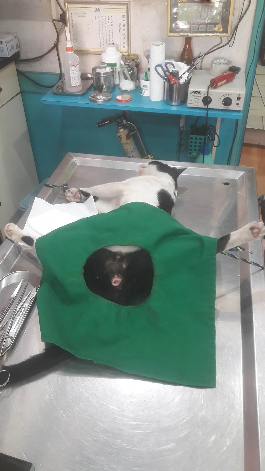 博愛動物醫院