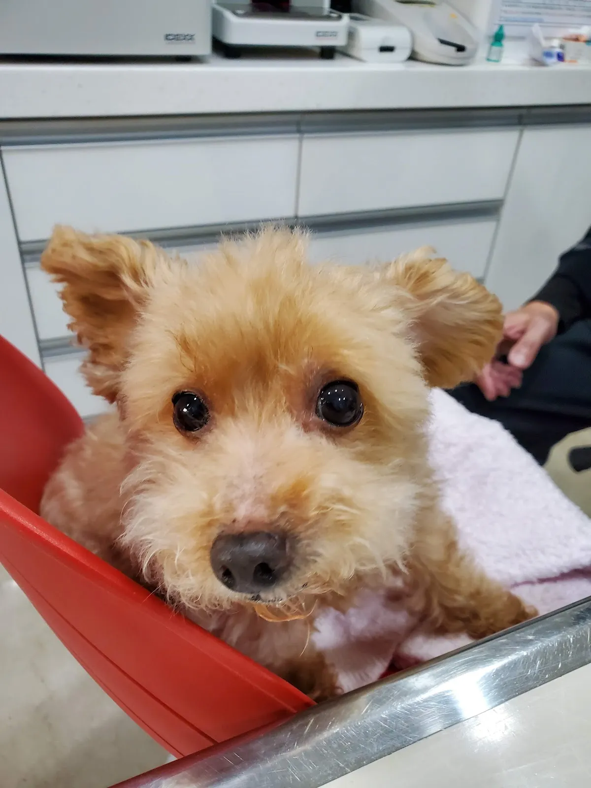 宏成動物醫院