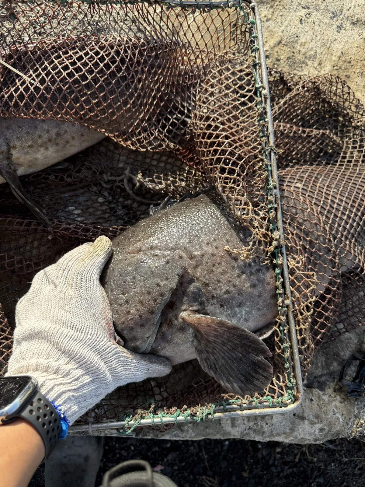 魚醫師動物診所