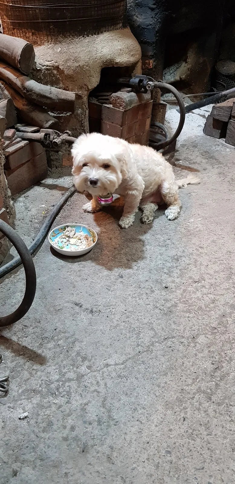 中興動物醫院