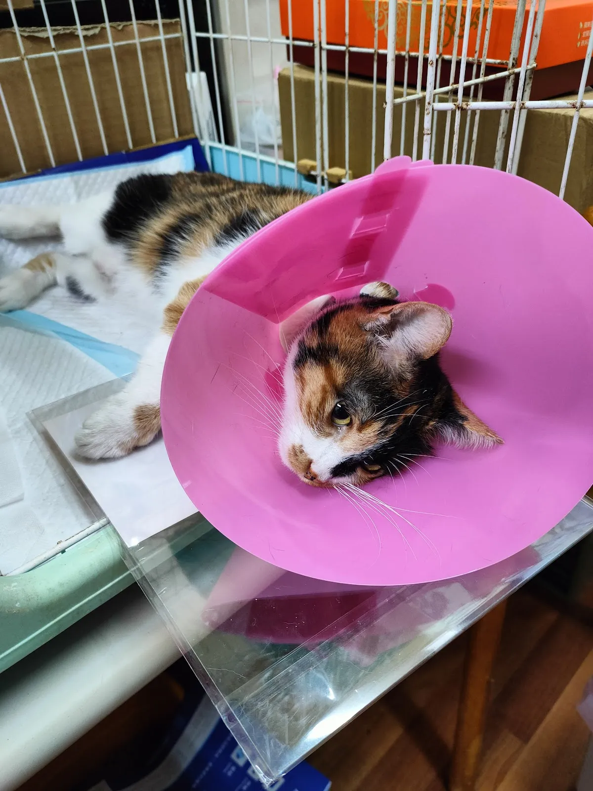 中華動物醫院
