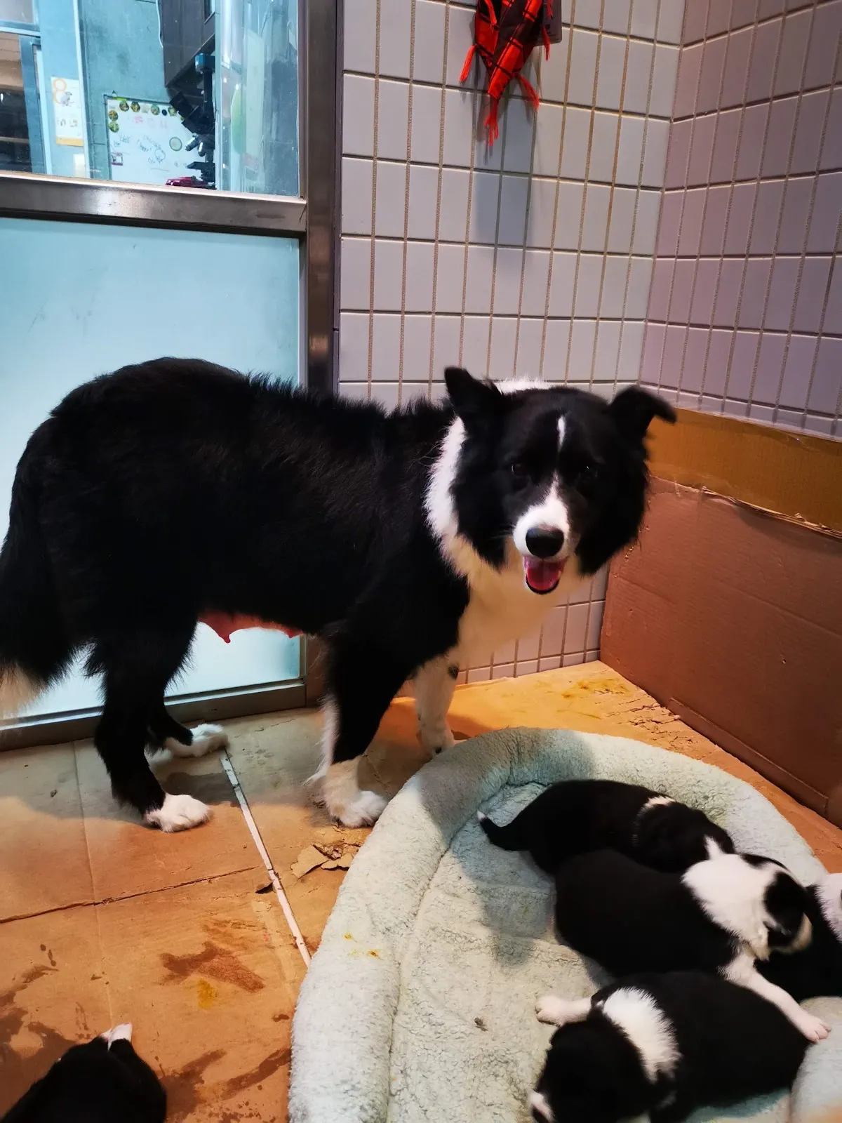 德生動物醫院