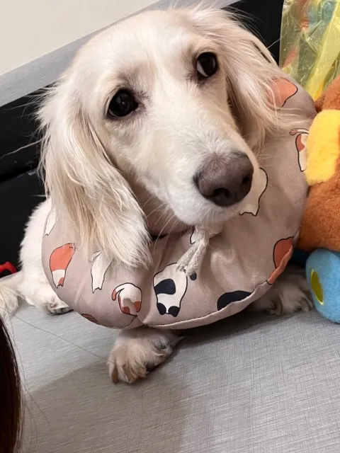 徐犬貓專科醫院
