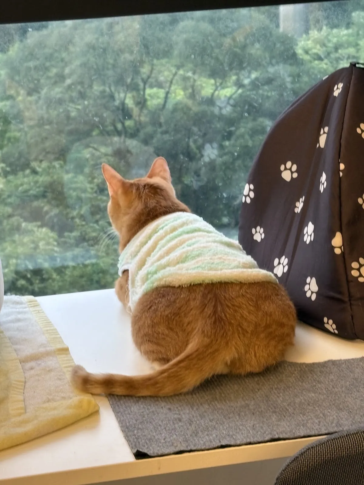 樂醫動物醫院