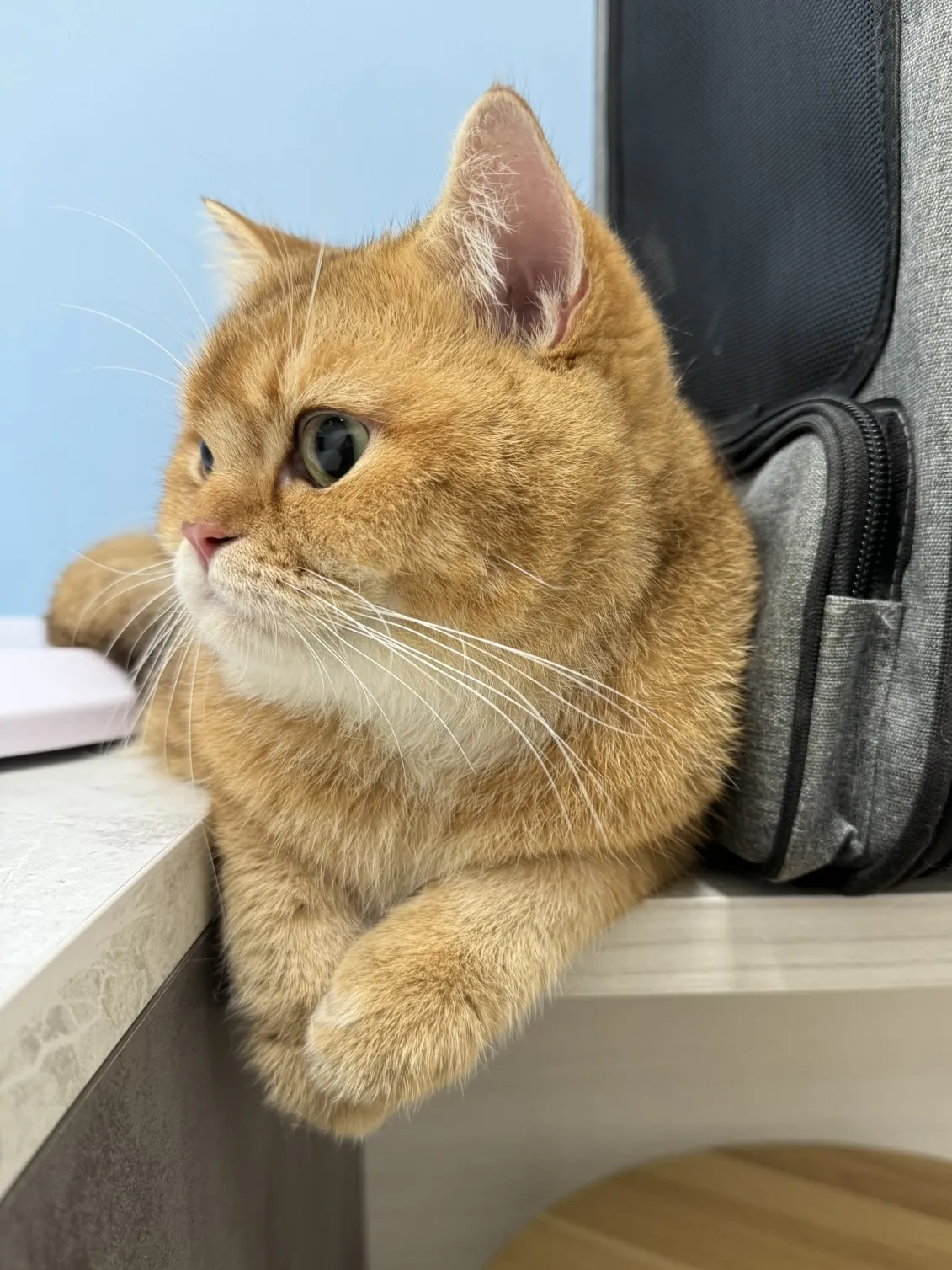 錫安動物醫院