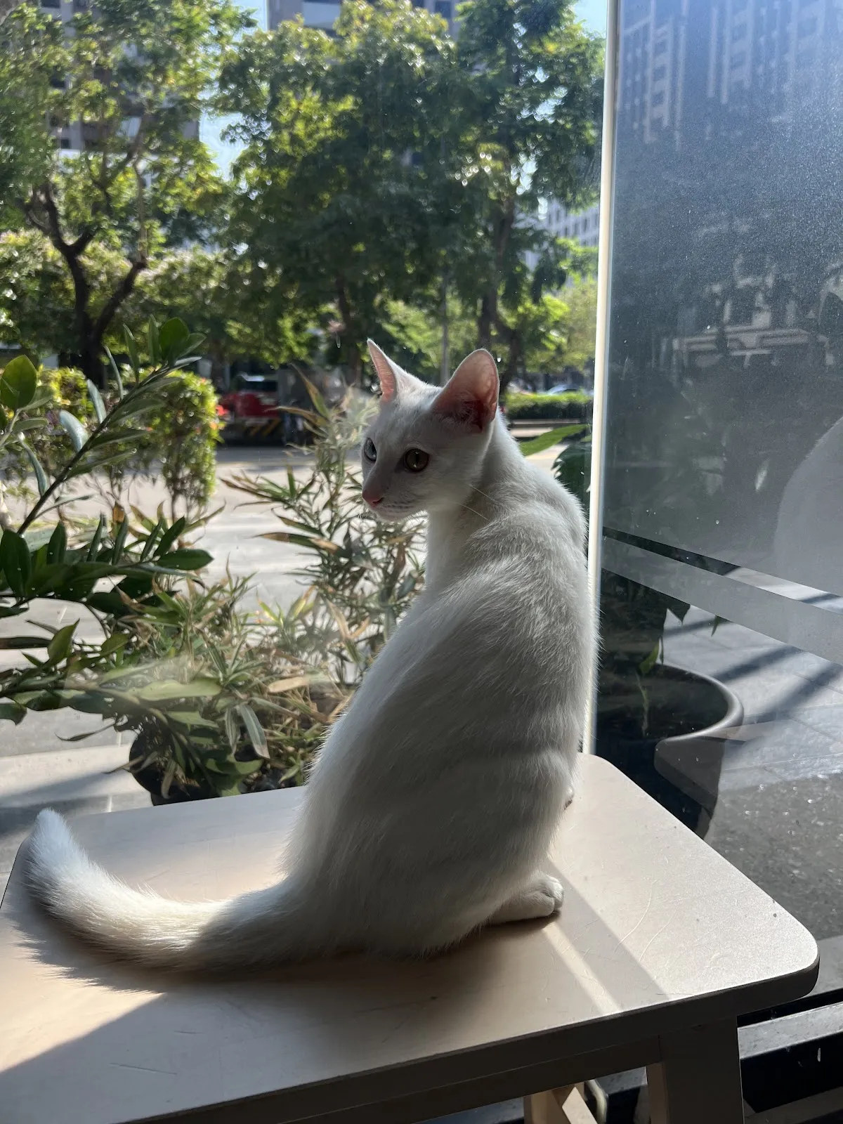 艾德動物醫院