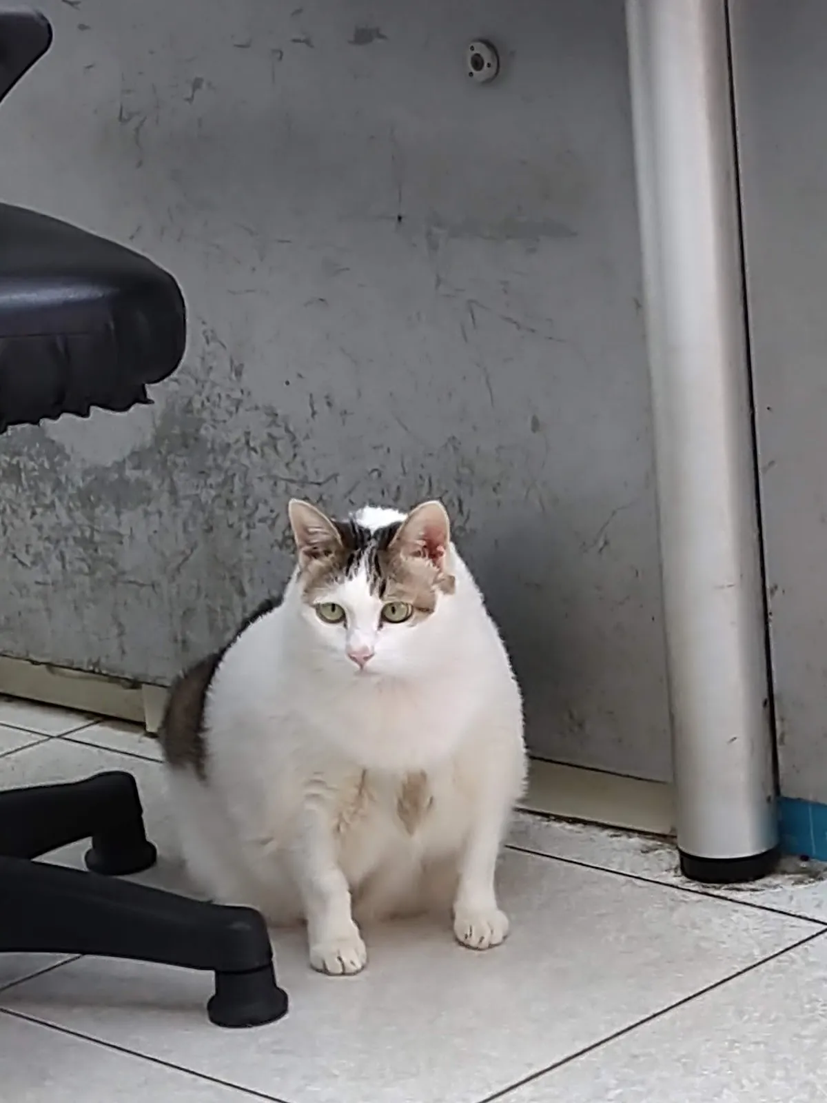 欣旺動物醫院