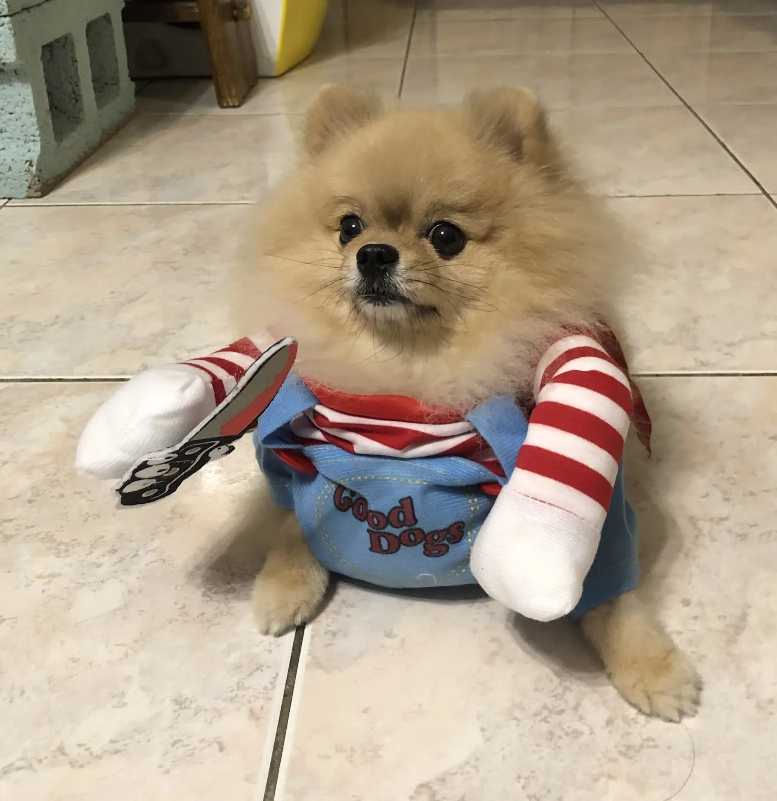 中美獸醫院