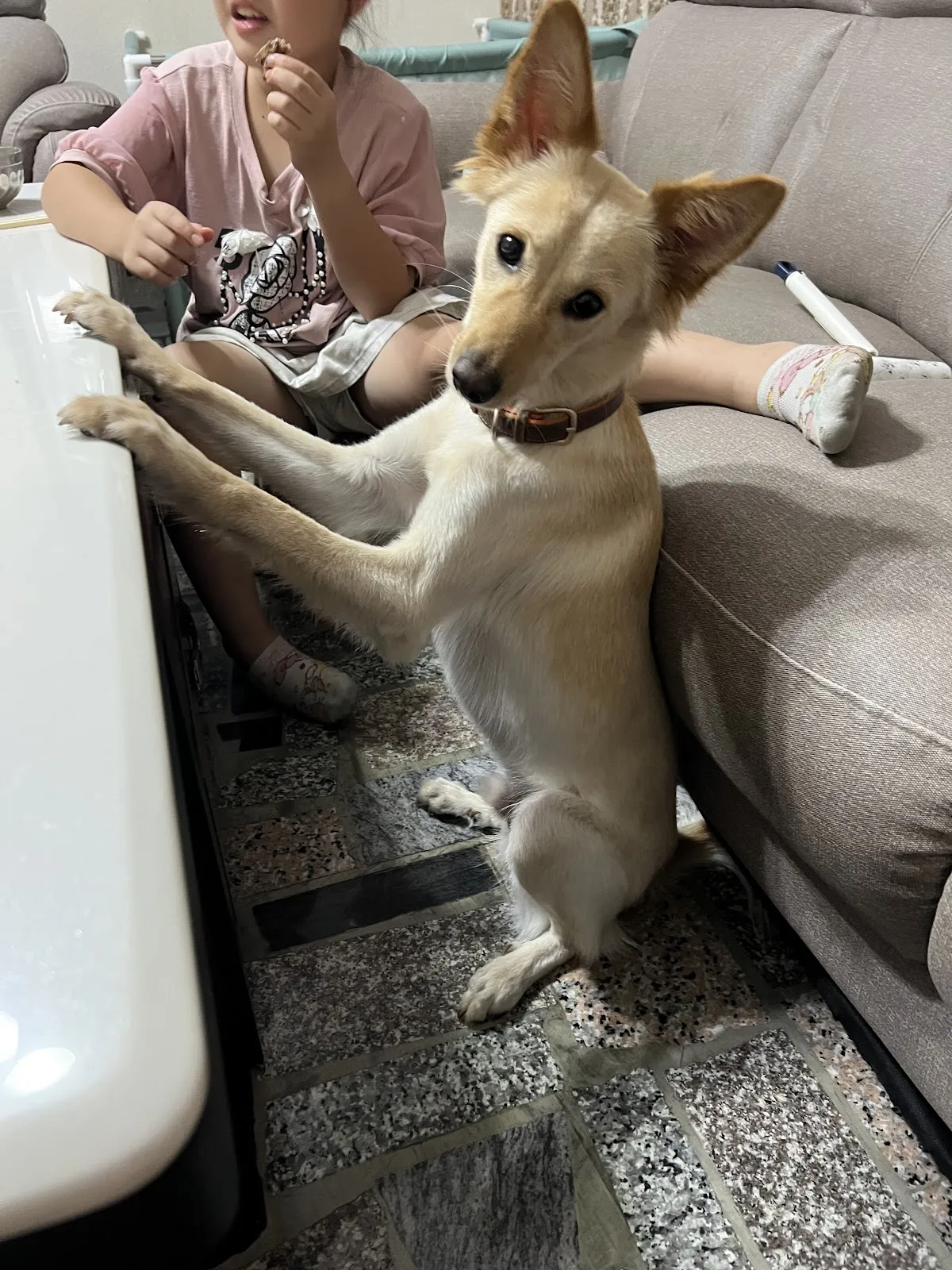 佑晟動物醫院