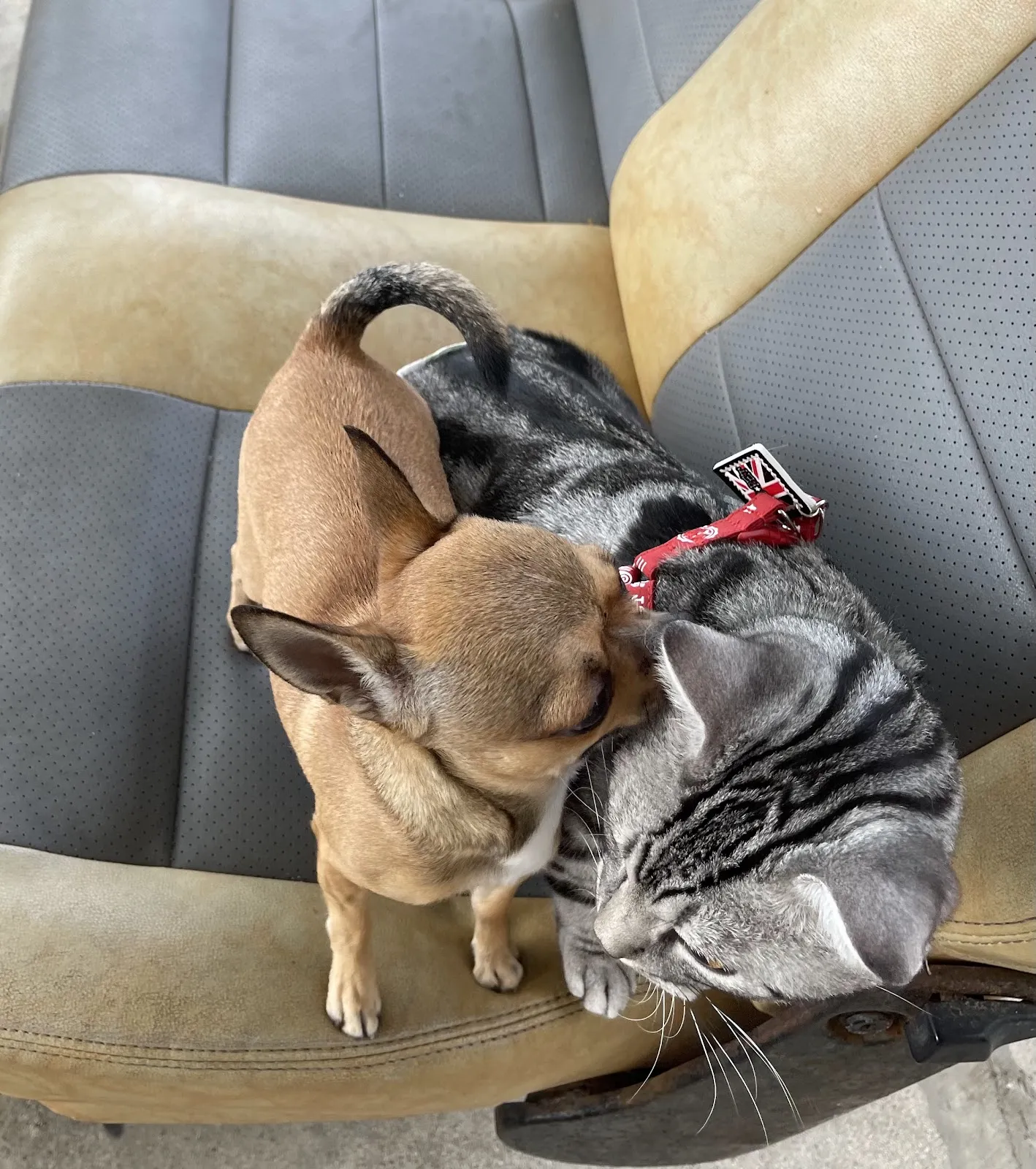 小胖貓動物診所