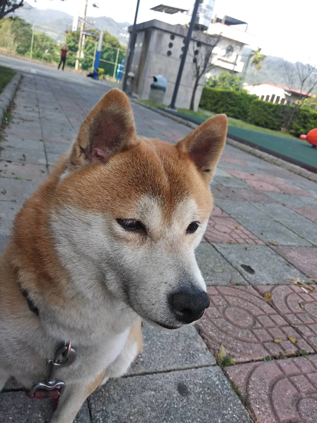 維特動物醫院