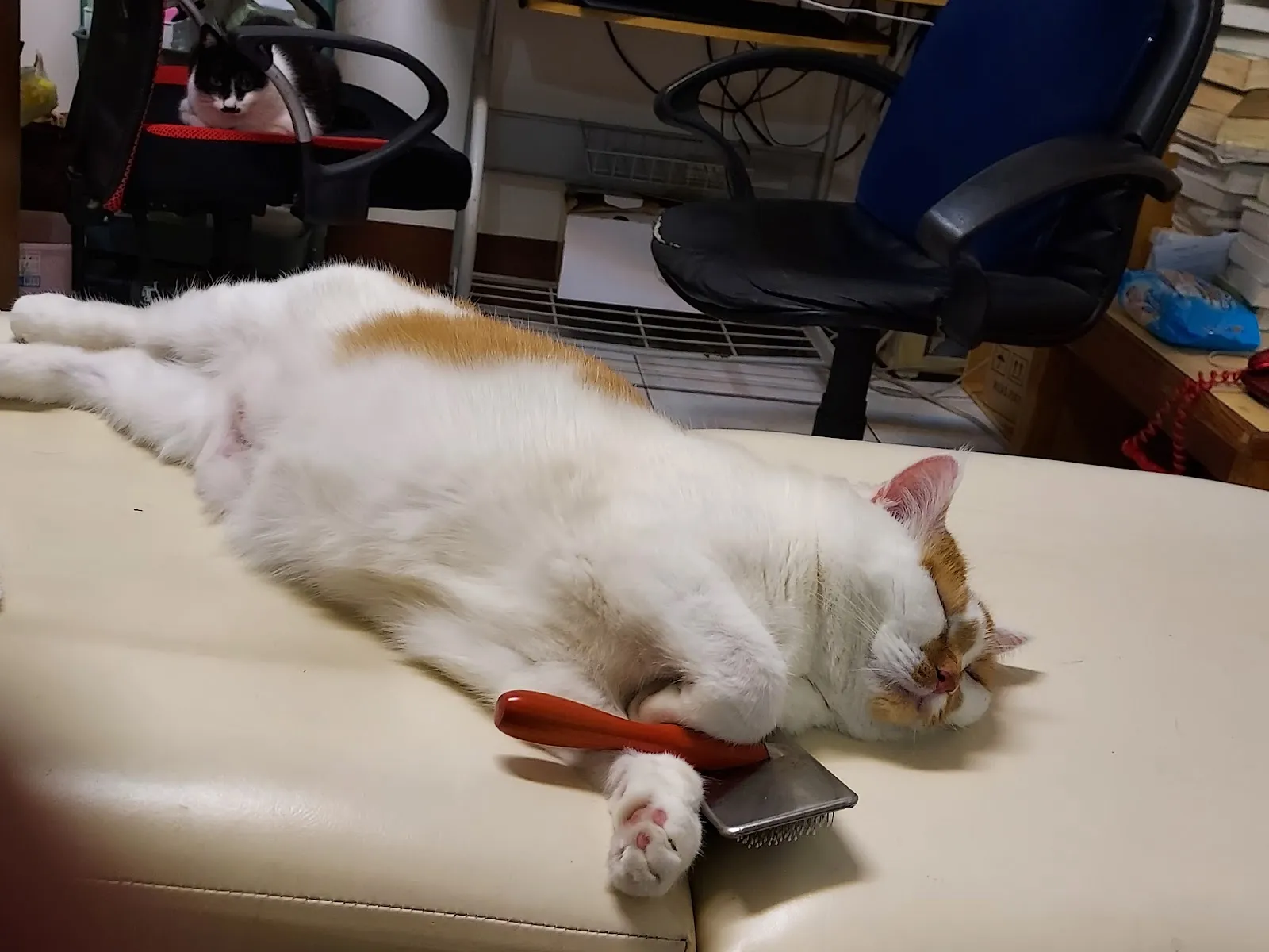 華興動物醫院