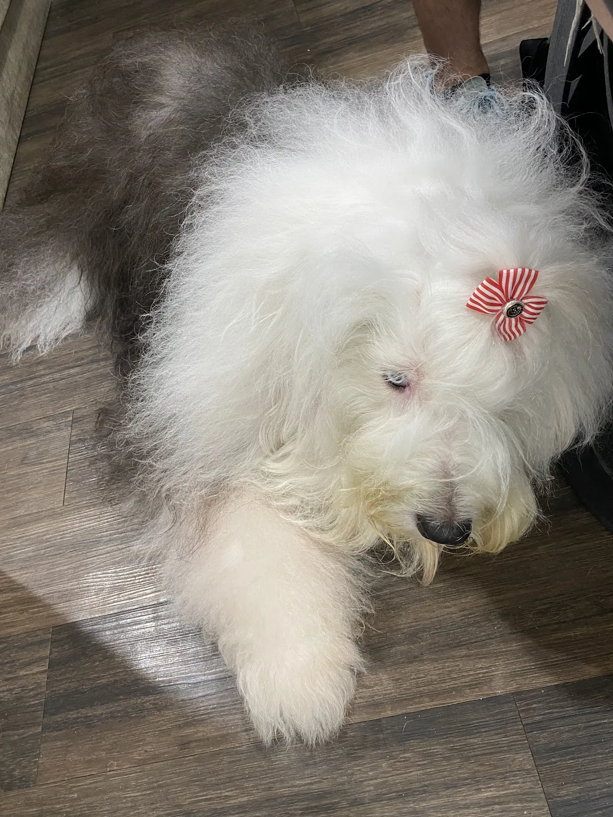 皇家動物醫院