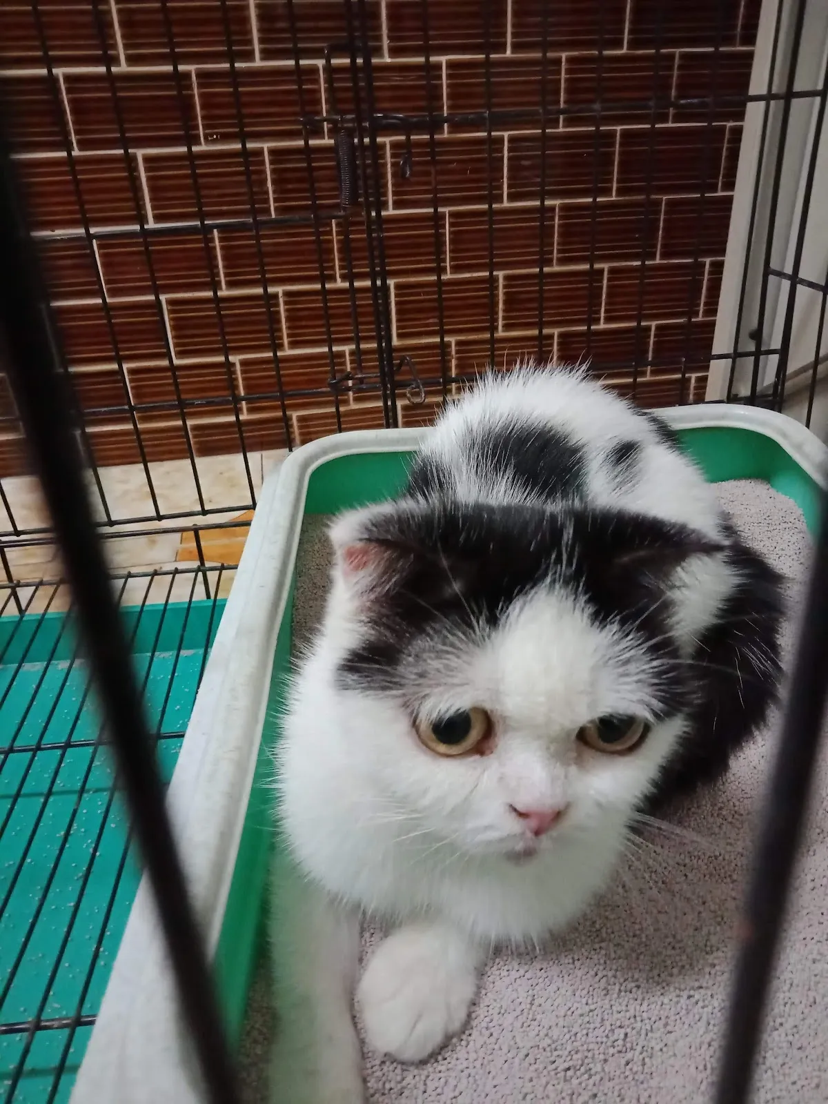 樂仁動物醫院
