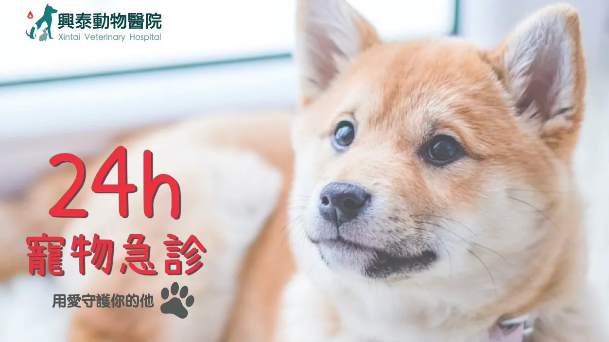 人人愛動物醫院