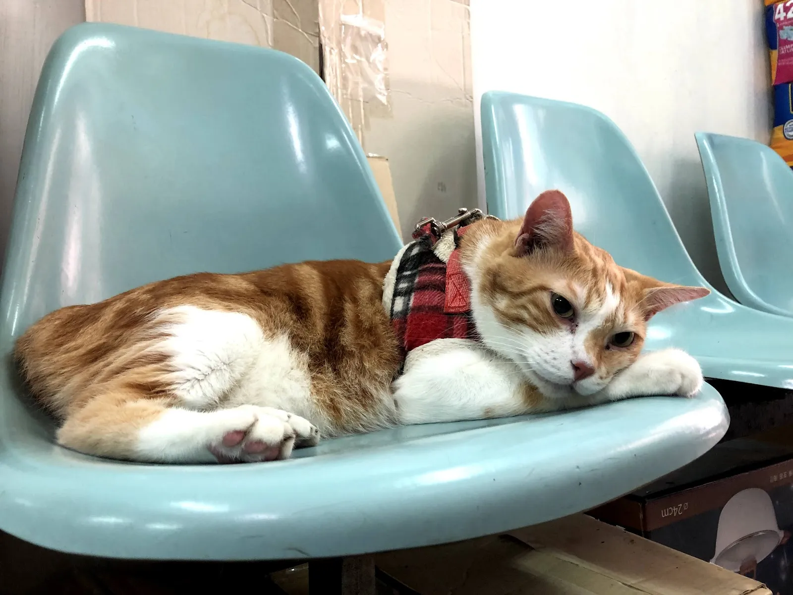 百威動物醫院