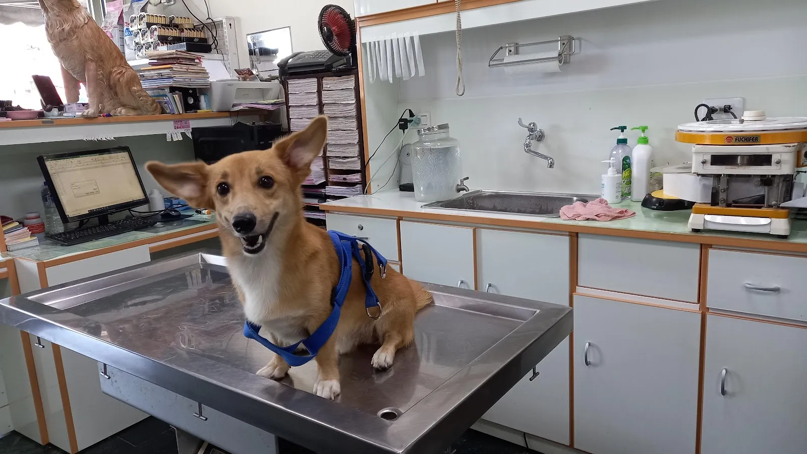博安動物醫院