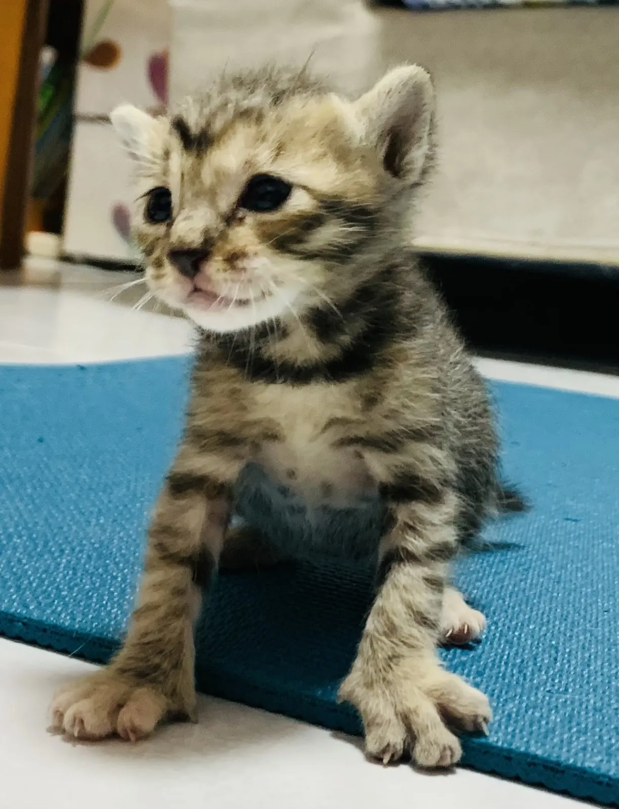 振生動物醫院