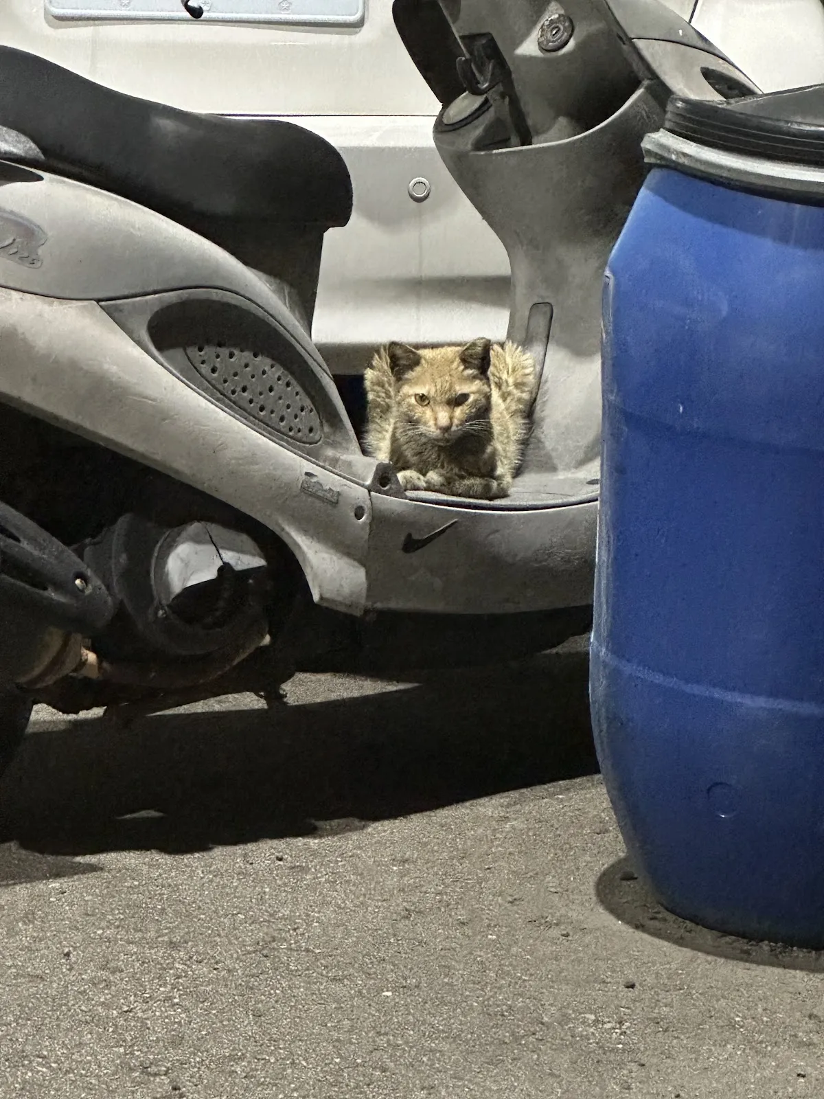 長和動物醫院