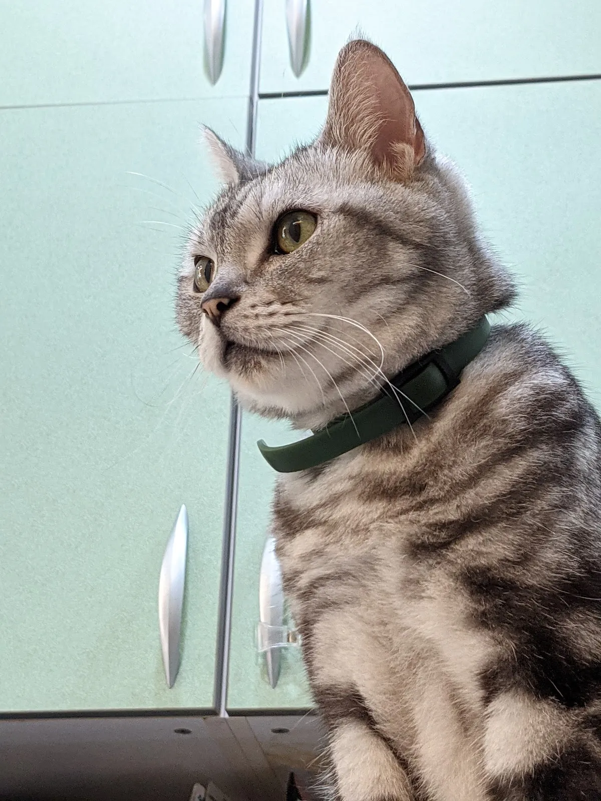 立安動物醫院