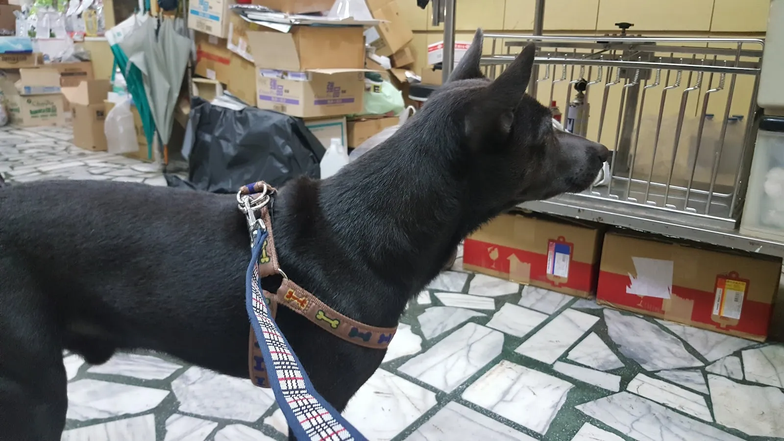 德興動物醫院