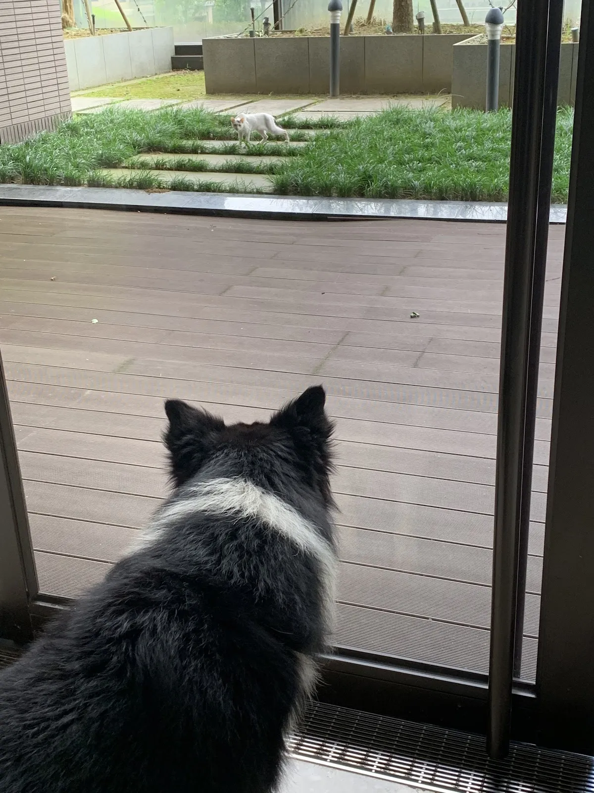 旭安動物醫院