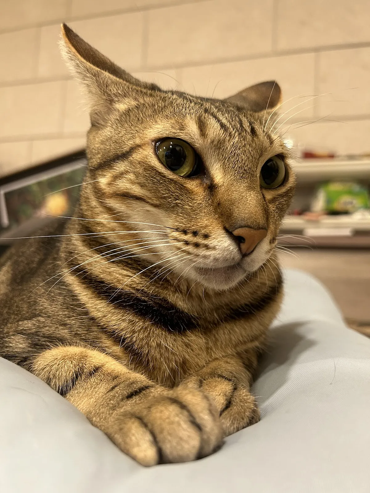 有愛動物醫院
