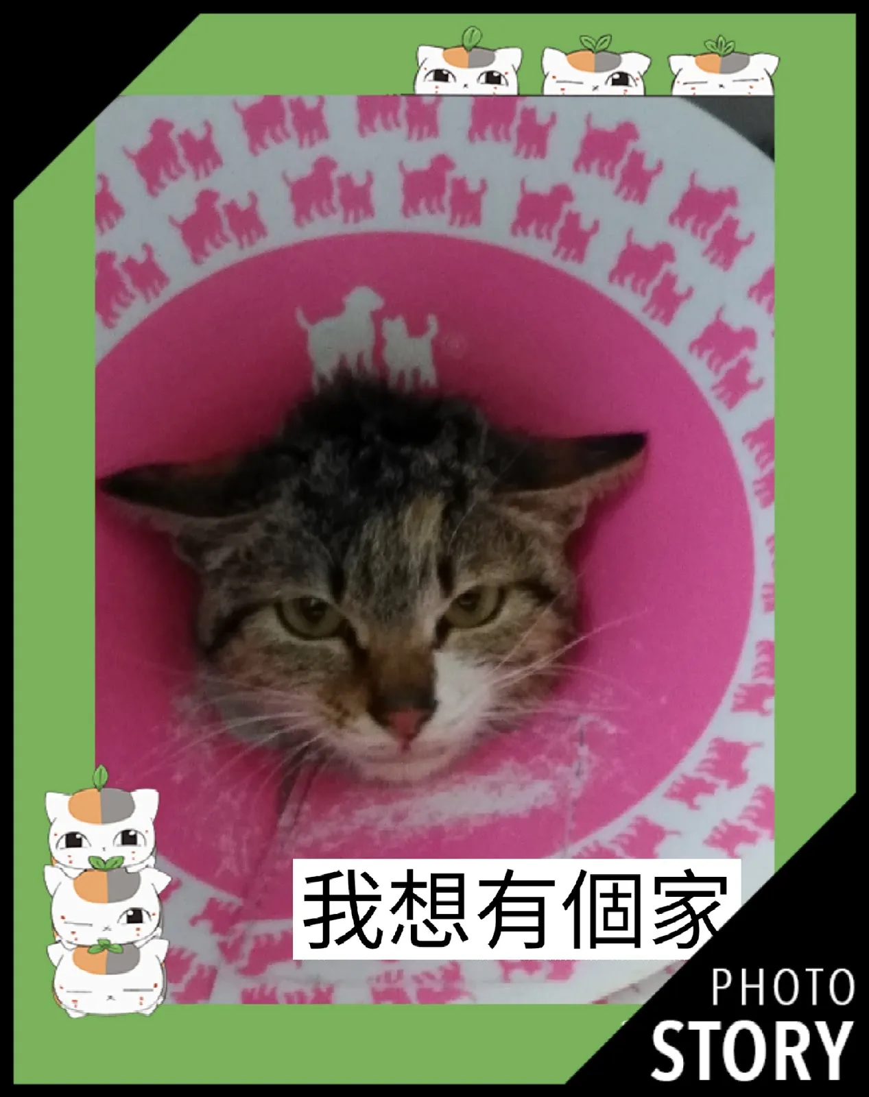 佳貝捷動物醫院