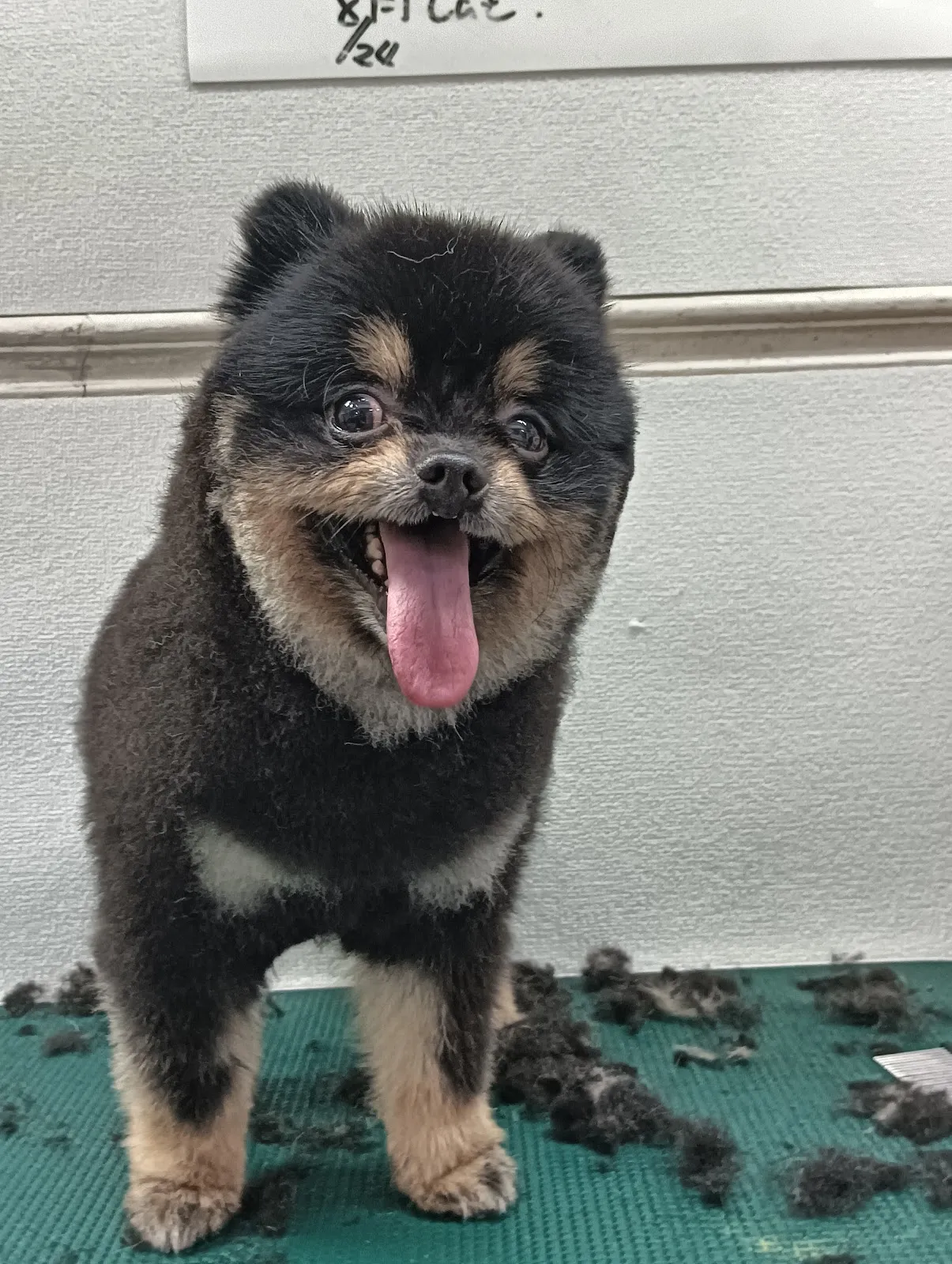 忠信動物醫院