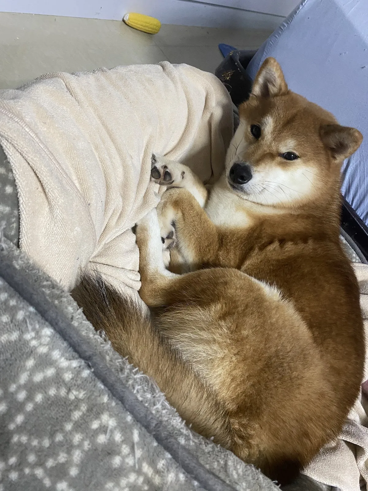 四季動物醫院